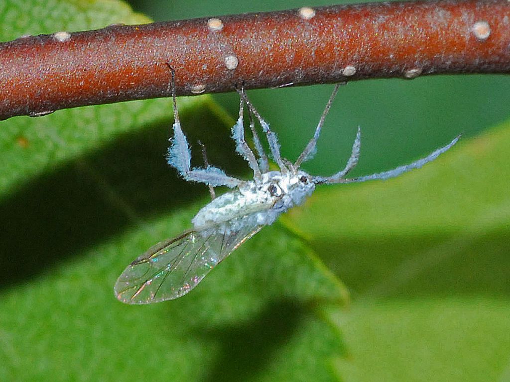 Piccolo insetto bianco trasparente , Natura Mediterraneo Forum Naturalistico